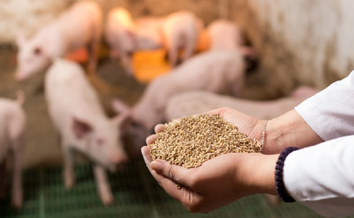Corrida Financiera Para Alimento De Cerdos