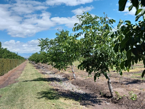 Imagen 13 de 13 de Vendo Hermosa Finca En Tupungato, Mendoza