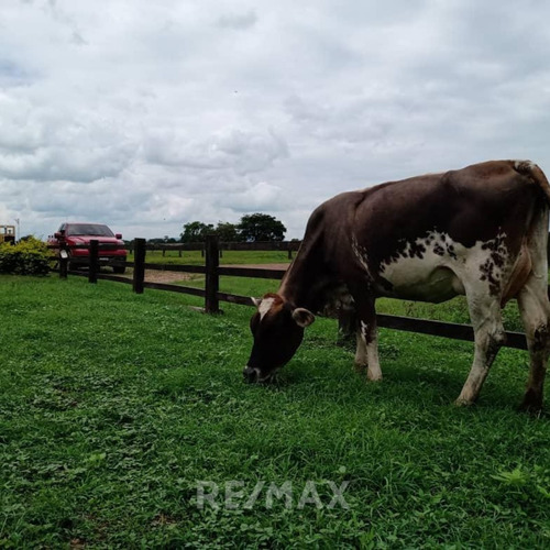 Imagen 7 de 14 de En Venta Finca Productiva En Dos Caminos Guárico