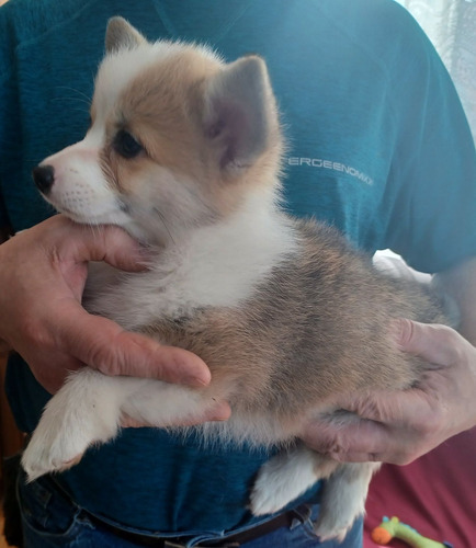 Corgi Tradicional