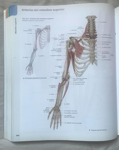 Atlas Anatomia Prometheus 2da Edicion (Usado)