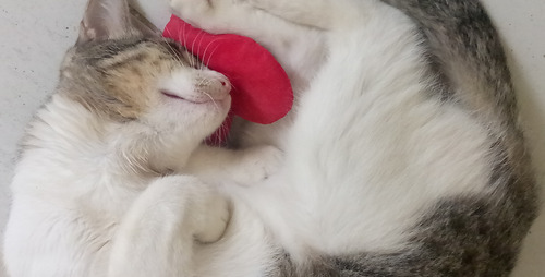 Gatita Esterilizada En Adopción