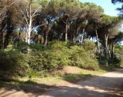 Imagen 2 de 6 de Carilo Lote De Terreno Sobre Ñandú