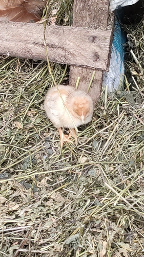 Imagen 2 de 3 de Huevos Gallados Fértiles Docena.