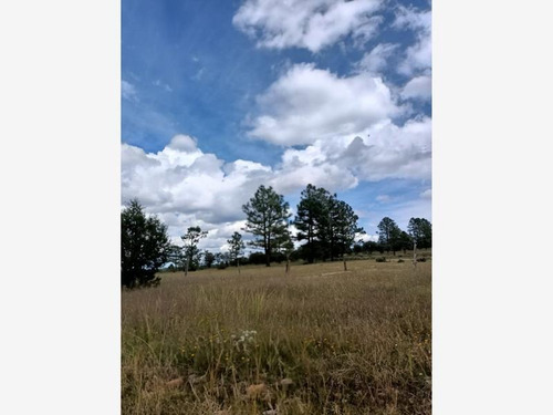 Imagen 10 de 11 de Rancho En Venta Ejido Lobos