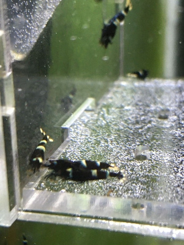 Pack 5 Gambas Caridinas King Kong Black