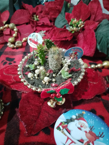 Ya Llegó Navidad!! Regala Unas Suculentas O Cactus Navideños