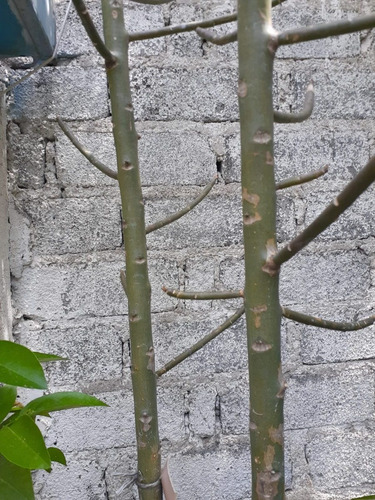 Arbol De La Vida - Lechero Africano Verde ( Planta )2.50 Mts
