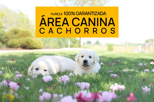 Cachorros Golden Envio Gratis A Caba Y Gba - Area Canina