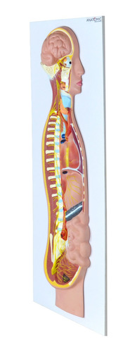 Modelo Anatômico Sistema Nervoso Simpático Placa Anatomic