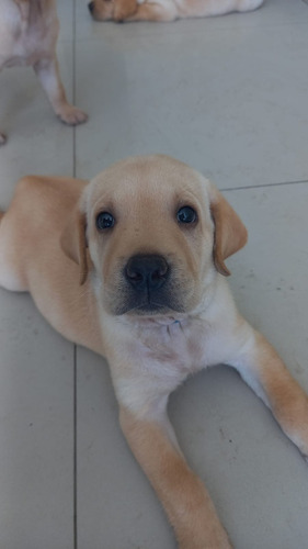 Labradores Filhotes