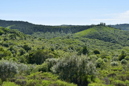 Imagen 9 de 11 de Venta Chacra 13 Has Sierras Minas Ruta 60 Arroyo
