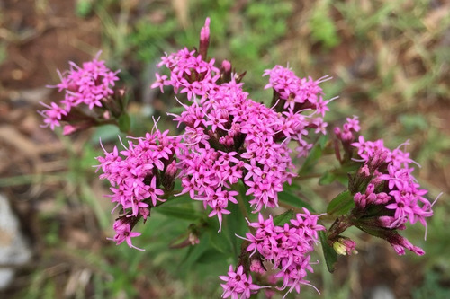 Stevia Pilosa - Semillas