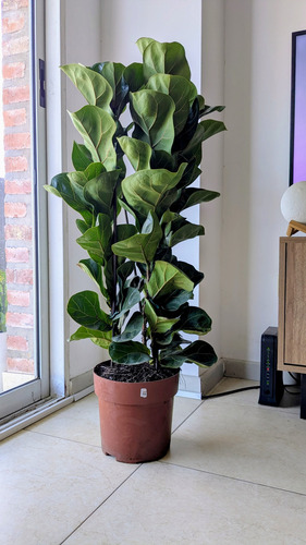 Ficus Pandurata Lyrata 110cm Ejemplar Único Oportunidad No Tiene