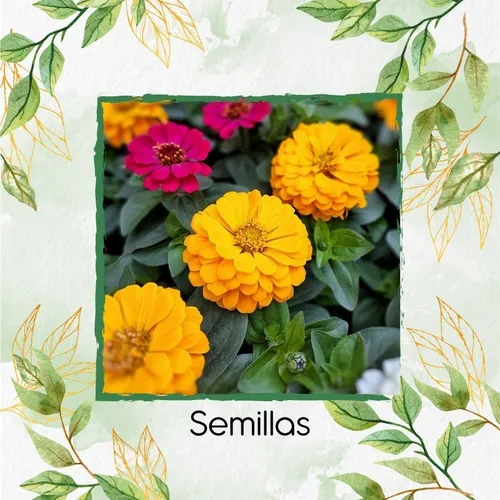 70 Semillas Flor Zinnia Enana Mezcla + Obsequio Germinación