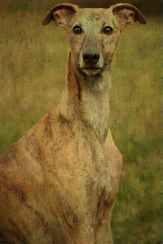 Whippet: Whippet, De Talent, Store. Editorial Createspace, Tapa Blanda En Inglés