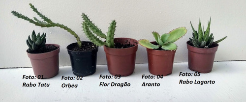 Vaso De Parede Buda Resina Brinde Muda Planta E Substrato