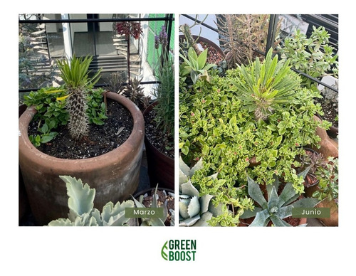 Imagen 6 de 10 de Green Boost Fertilizante Orgánico Líquido 1 Litro