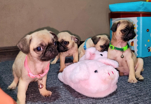 Imagen 6 de 10 de Cachorros Pug!!