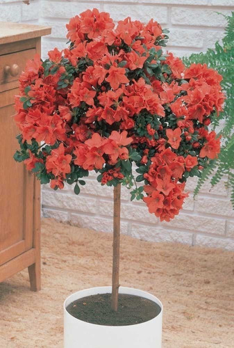 Planta Azaléia Muitas Flores - Òtimas Para Vasos - Bonsai | Parcelamento  sem juros