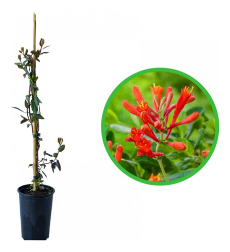 Lonicera Brownii  Dropmore Scarlet  ( Madreselva Colorada)