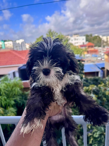 Shih Tzu