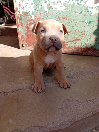 Vendo Cachorros American Bully