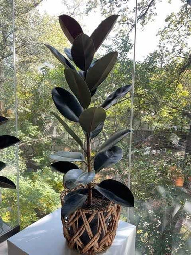 Planta De Hule Negro