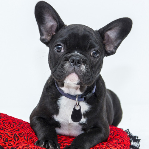 Busca Llaves Inteligente Bluetooth Localizador Mascotas Bt