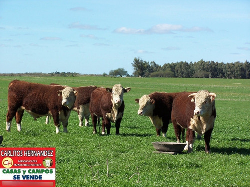 Imagen 2 de 9 de 1 Campos Necesitamos Para Arrendar Y Venta - Ganadero Agricola Tambo Forestal Mixto Tenemos Pedidos Concretos En Todo El Pais Se Ofrece Garantia Y Renta Pagada Por Adelantado Rapida Revisasion Reserva