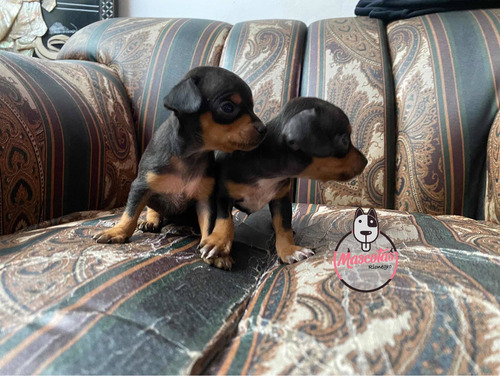 Imagen 4 de 5 de Espectaculares Pincher Bolsillero Mascotas Rionegro