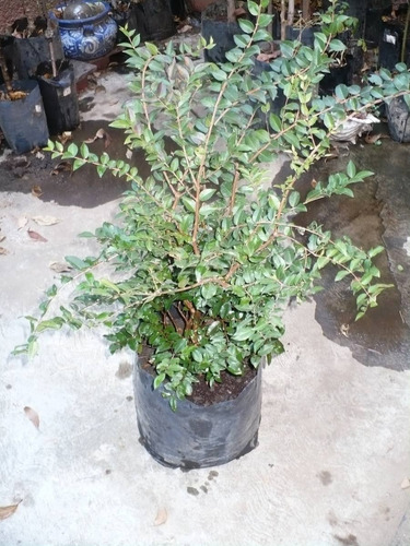 Paquete De 4 Árboles De Jaboticabo Ó Jabuticaba