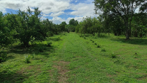40 Tarea Guanuma Santo Domingo Norte
