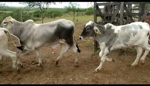 Imagem 1 de 4 de Garrotes A Venda