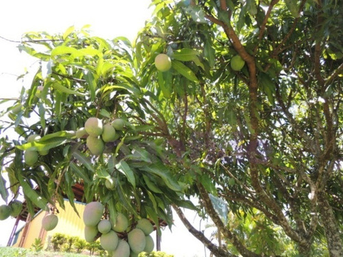 Imagem 3 de 20 de Chácara, Pau Arcado, Campo Limpo Paulista - Ch07848 - 69263438