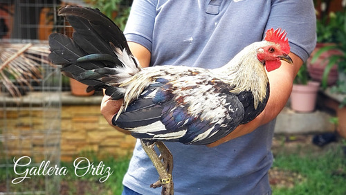 Gallo Clement Semental Gallera Ortiz