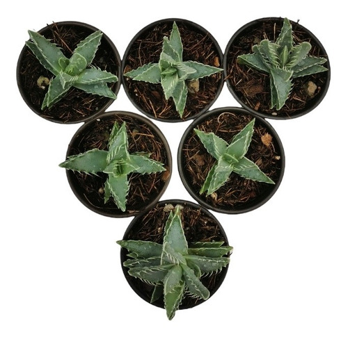 Faucaria Tigrina Set 6 Pzas