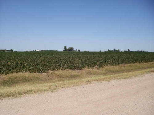 Imagen 2 de 5 de Casilda 12,5 Ha - Agricolas 100 %