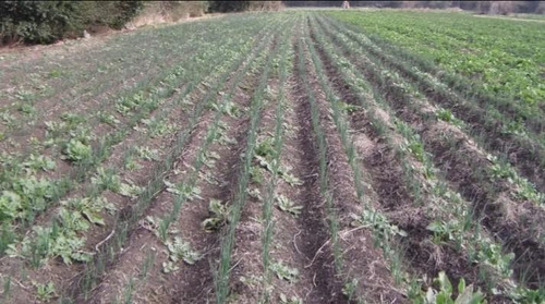 Imagen 7 de 13 de Terreno - Villa Astolfi