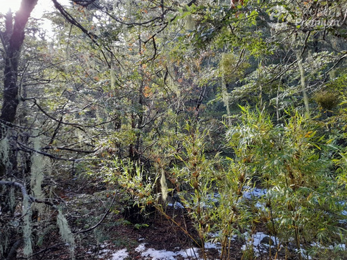 Sitio En Venta En Las Trancas Camino A Termas De Chillán
