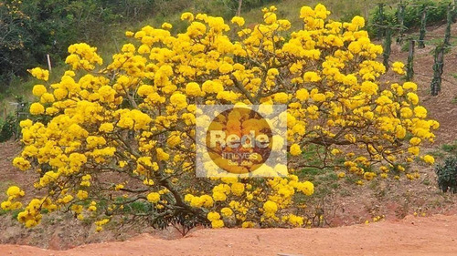 Imagem 19 de 30 de Chácara Com 2 Dormitórios, 20000 M² - Venda Por R$ 580.000,00 Ou Aluguel Por R$ 2.800,00/mês - Piedade - Caçapava/sp - Ch0136