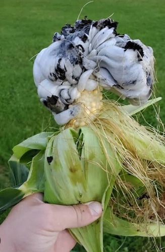 2 Gramos De Esporas De Hongo De Huitlacoche Organicas