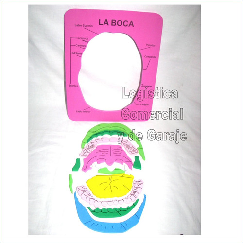 Set (2) Rompecabeza Boca Educativo Colegio Cuerpo Humano
