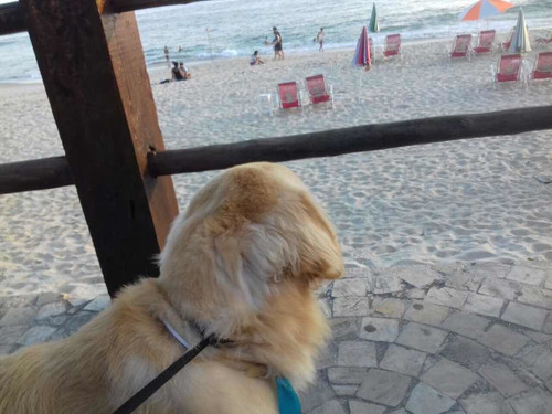Filhotes Golden Retriever Pedigree E Microship Imediato