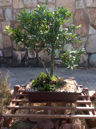 Bonsai Natural, Floral Y Frutal Espino De Fuego