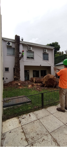 Imagen 2 de 10 de Poda De Arboles, Palmeras, Extracciones De Raiz