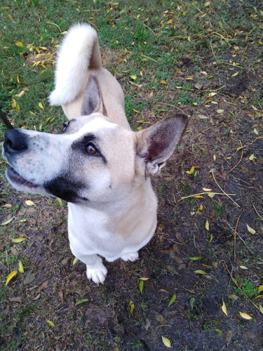 Imagen 2 de 2 de Perro De 3 Años Se Regala, Por Cambio De Domicilio,