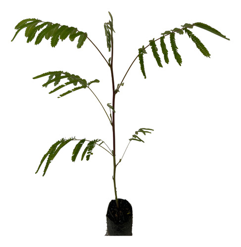 Muda De Bracatinga 45 Cm Rápido Crescimento Branco