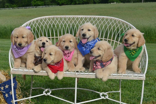 Cachorros Golden Envio Gratis A Caba Y Gba - Area Canina