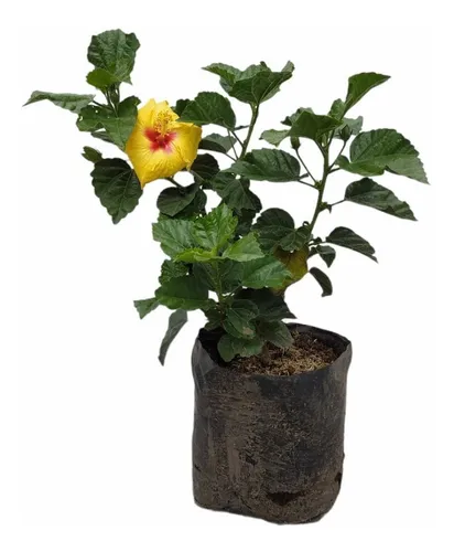 Cayeno - Rosa China